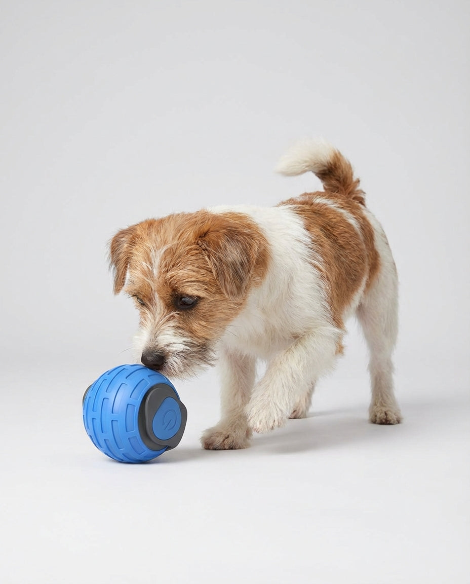 Electric Interactive Toys for Dogs and Cats Rolling Ball | Indoor Play